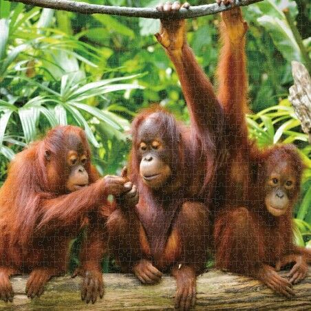 Puzzle Colorbaby Orangutan 6 Unità 68 x 50 x 0,1 cm