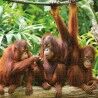Puzzle Colorbaby Orangutan 6 Unità 68 x 50 x 0,1 cm