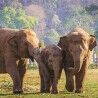 Puzzle Colorbaby Elephant 500 Pezzi 6 Unità 61 x 46 x 0,1 cm
