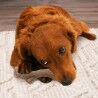 Giocattolo da mordere per cani Nylabone Marrone Burro Di Arachidi M