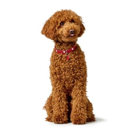 Collare per Cani Hunter Love Rosso S/M 38-44 cm