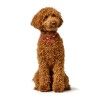Collare per Cani Hunter Love Rosso S/M 38-44 cm