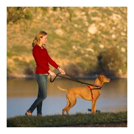 Imbracatura per Cani Company of Animals Halti Nero/Rosso L (80-120 cm)