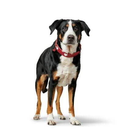 Collare per Cani Hunter Love M/L 47-54 cm Rosso