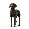Collare per Cani Hunter Aalborg Rosso XS/S 28-33 cm