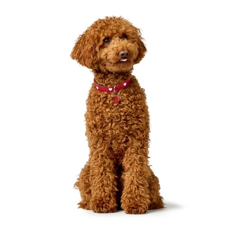 Collare per Cani Hunter Love Rosso XS 24-28 cm