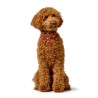 Collare per Cani Hunter Love Rosso XS 24-28 cm