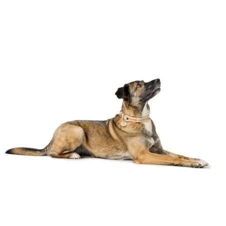 Collare per Cani Hunter Malia Beige L 50-59 cm