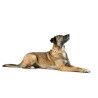 Collare per Cani Hunter Malia Beige L 50-59 cm