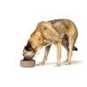 Ciotola per cani Hunter OSBY Beige Ceramica 550 ml