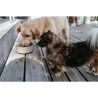 Ciotola per cani Hunter OSBY Beige Ceramica 550 ml