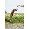 Giocattoli per cani Hunter NEBRASKA Azzurro Pecora