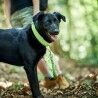 Collare per Cani Hunter Plus Filo Taglia XL Lime (45-70 cm)