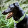 Collare per Cani Hunter Vario Plus Fili Taglia L Lime (40-60 cm)