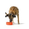 Ciotola per cani Hunter OSBY Arancio Ceramica 350 ml