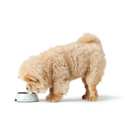 Ciotola per cani Hunter Valencia Bianco 700 ml