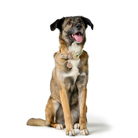 Collare per Cani Hunter Malia Verde S/M 35-44 cm