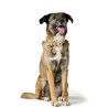 Collare per Cani Hunter Malia Verde S/M 35-44 cm
