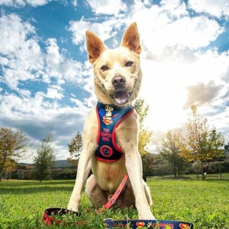 Imbracatura per Cani DC Pets