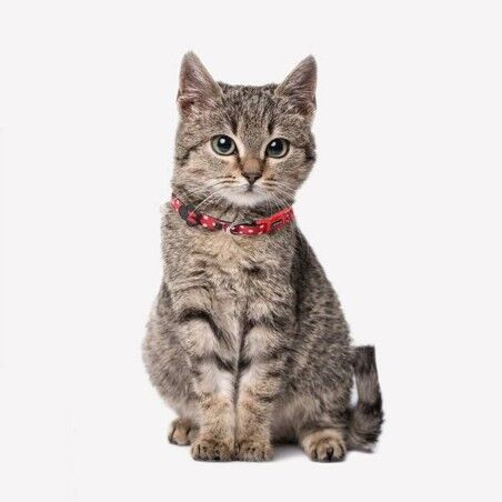 Collare per Cani Minnie Mouse Rosso