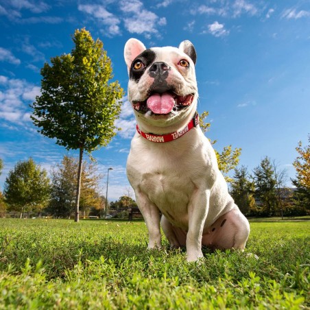 Collare per Cani Marvel Rosso