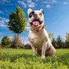 Collare per Cani Marvel Rosso