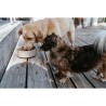 Ciotola per cani Hunter OSBY Beige Ceramica 350 ml