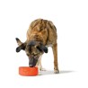 Ciotola per cani Hunter OSBY Arancio Ceramica 1,1 L