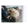Divano per cani Hunter Boston 80x60 cm Marrone