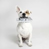 Giocattoli per cani Spider-Man