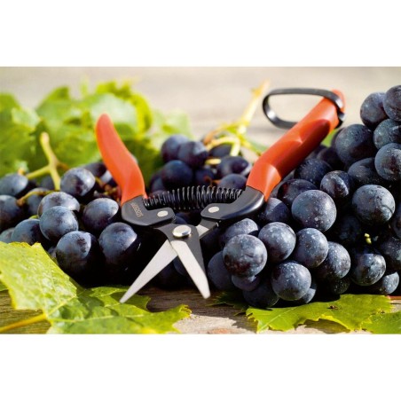 Forbici da Giardino Stocker Acciaio forgiato 19 cm Raccoglitore di frutta e verdura Uva