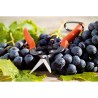 Forbici da Giardino Stocker Acciaio forgiato 19 cm Raccoglitore di frutta e verdura Uva