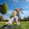 Imbracatura per Cani Stitch XXS/XS Blu scuro