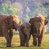 Puzzle Colorbaby Elephant 500 Pezzi 6 Unità 61 x 46 x 0,1 cm