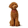 Collare per Cani Hunter Love M 41-49 cm Rosso
